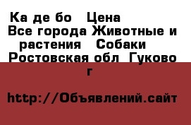 Ка де бо › Цена ­ 25 000 - Все города Животные и растения » Собаки   . Ростовская обл.,Гуково г.